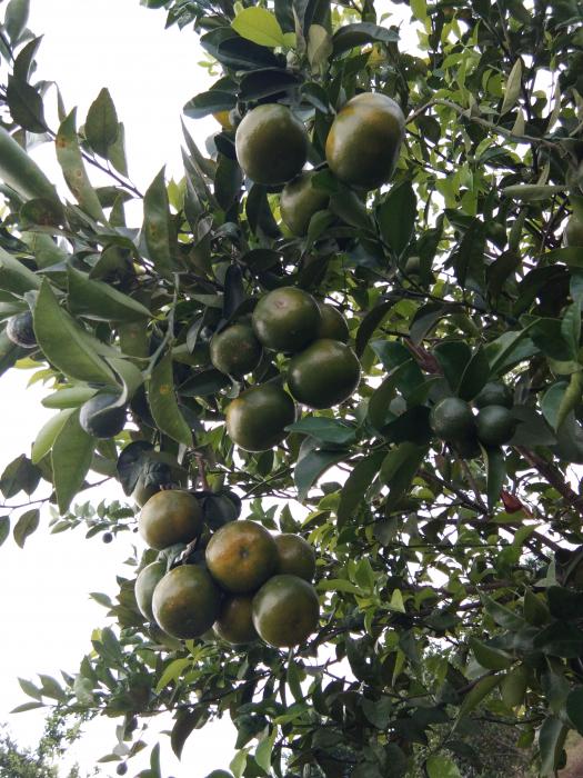 JENIS HAMA KUTU-KUTUAN PADA TANAMAN JERUK   SERTA PENGENDALIANNYA