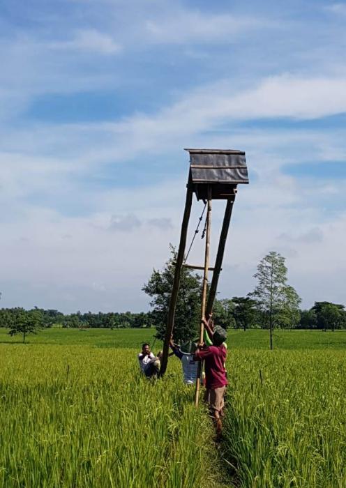 PREDATOR BURUNG HANTU Tyto alba ALTERNATIF PENGENDALI HAMA TIKUS