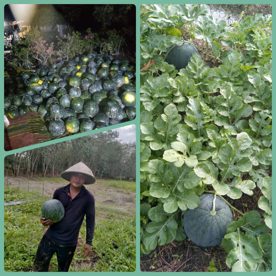 Petani Desa Tanjung Punak Panen Semangka Madrid F1 dengan hasil memuaskan