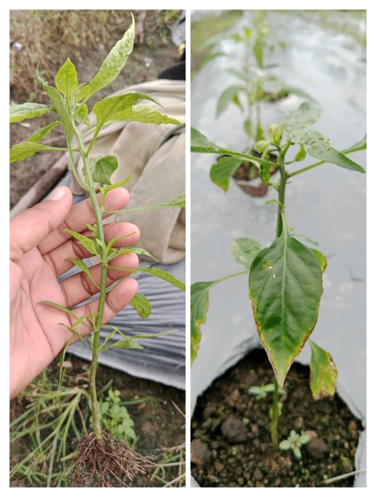PETANI MENGALAMI GAGAL TANAM CABE MERAH, DISERANG  PENYAKIT JAMUR