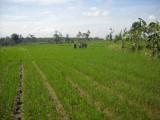 sistem pertanian organik