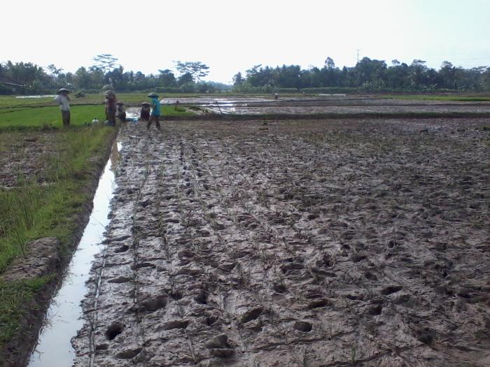 penggunaan bibit muda