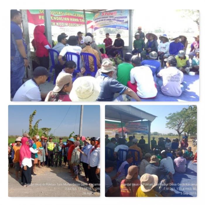 pengendalian hama tikus sawah (rattus argentiventer) di desa gerih kecamatan gerih kabupaten ngawi