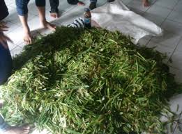Teknik Pembuatan Silase