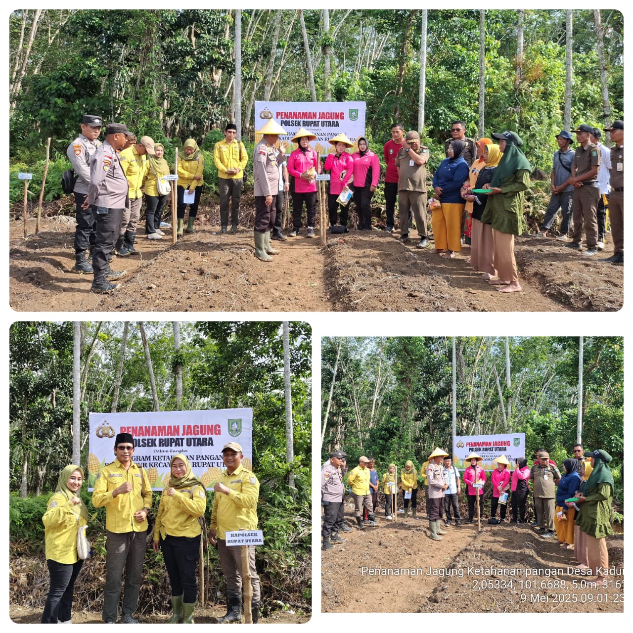 Penanaman Jagung Super Hibrida BISI-18 Bersama Kapolsek Rupat Utara di Desa Kadur Kecamatan Rupat Utara