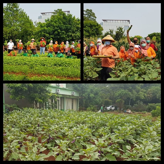 DIMASA PANDEMI COVID 19 PENYULUH TETAP BEKERJA KERAS UNTUK  MENJAGA KETERSEDIAAN PANGAN DAN  MENINGKATKAN PRODUKSI PERTANIAN