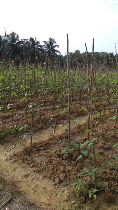 Budi Daya Kacang Panjang