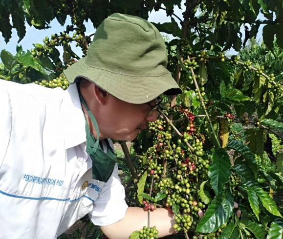 Budidaya Kopi Organik di kelompoktani Candi Mulyo Desa Sekarmojo Kecamatan Purwosari