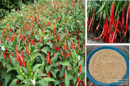 TEKNOLOGI BUDIDAYA UNTUK PRODUKSI BENIH CABAI 