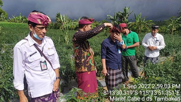 Dampak Kunjungan Kadistan Buleleng  Petani Di Desa Tambakan Mulai Mengembangkan Tanaman Cabe Rawit
