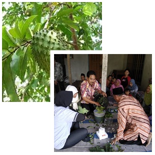 PEMBUATAN PESTISIDA NABATI DARI DAUN SIRSAK