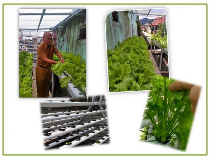 BELAJAR MENANAM DENGAN HIDROPONIK