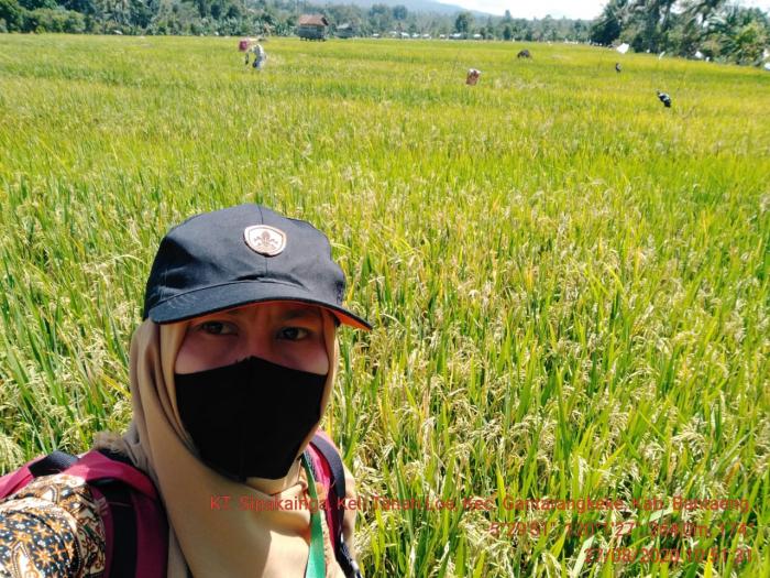PEMANTAUAN PERTANAMAN PADI DI HAMPARAN SAWAH KELOMPOK TANI SIPAKAINGA KEL.TANAH LOE KAB.BANTAENG