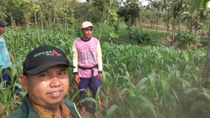 PENINGKATAN PRODUKSI JAGUNG DI DESA KARANGTENGAH PRANDON KECAMATAN NGAWI KABUPATEN NGAWI PROVINSI JAWA TIMUR