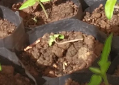 Pengendalian penyakit Rebah Batang pada Persemaian Tanaman Cabai