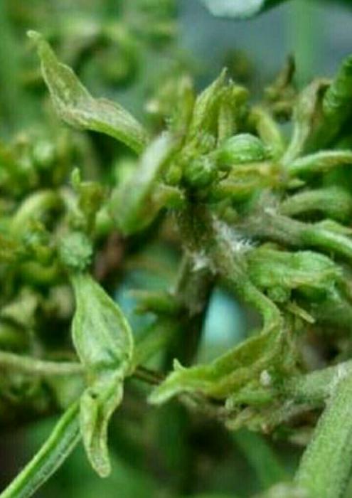 Harapan Baru Petani Tubaba Bersama Bio Compound