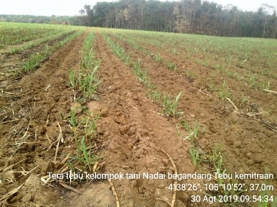 kemitraan tebu milik petani dengan pt gunung madu plantation  di kampung gunung batin udik kecamatan terusan nunyai  kabupaten lampung tengah