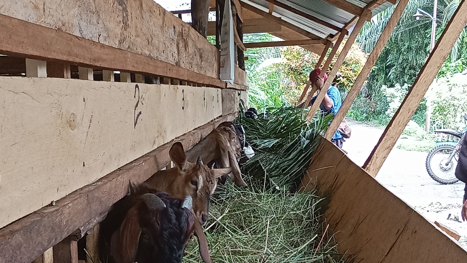 Puskeswan Bukit Batu Vaksinasi PMK