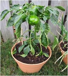 Pemeliharaan Tanaman Paprika