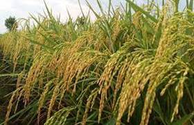 Menentukan saat panen Dalam Memproduksi Benih Secara Mandiri