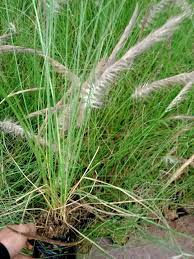 MENGENAL PENYAKIT GUGUR DAUN PADA TANAMAN KARET