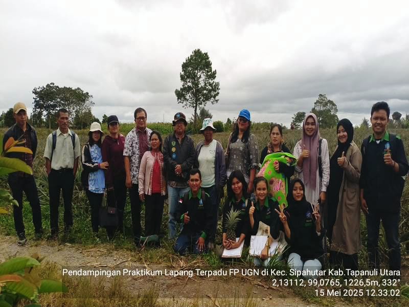 Budidaya Nanas Dengan Tepat