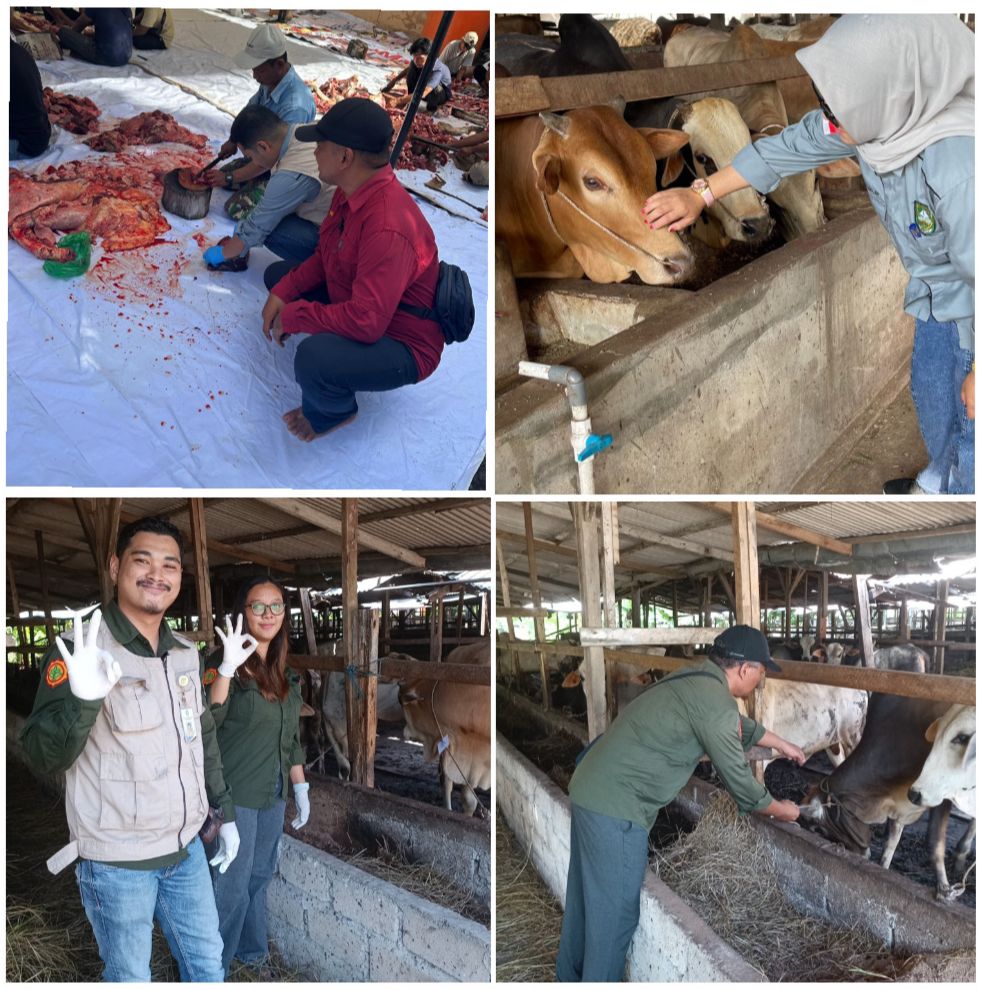 KEGIATAN PEMERIKSAAN KESEHATAN HEWAN DAN PEMANTAUAN DAGING QURBAN HARI RAYA IDUL ADHA TAHUN 2024 DI KECAMATAN MANDAU