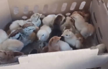 SNI BIBIT AYAM UMUR SEHARI