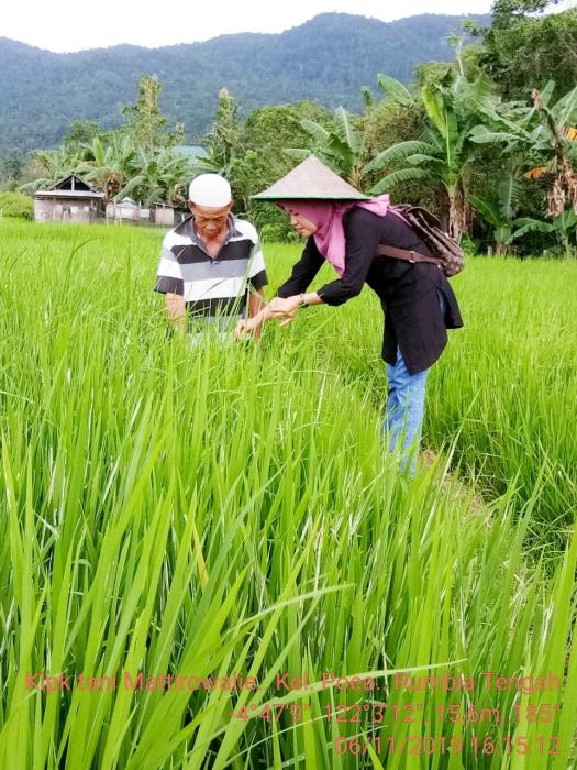 PENGAMATAN HAMA TANAMAN PADI DI KECAMATAN RUMBIA