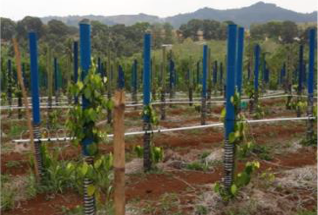 TEKNIK FERTIGASI PADA PERBENIHAN TANAMAN LADA