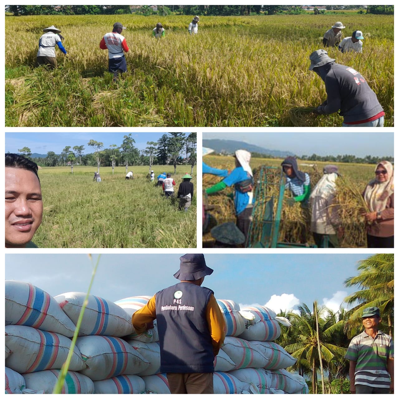 Sawah Seluas 73 Ha, Tidak Panen Bulan Juni Di Kabila