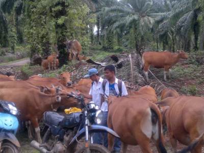 POLA PETERNAKAN SAPI DI KECAMATAN SANGIR BALAI JANGGO
