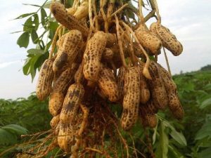 Budidaya Kacang Tanah