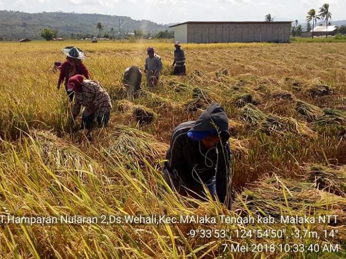 Teknik Panen dan Pasca Panen Padi 
