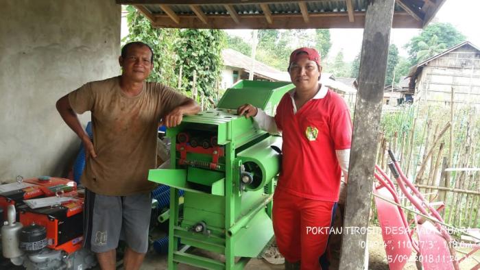 Tumpang Sari Tanaman Jagung Dengan Kacang Tanah