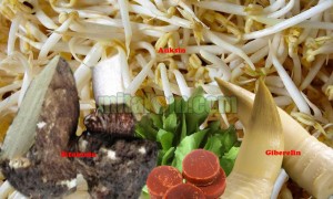 Zat Perangsang Tumbuh (ZPT)  Praktis Mudah Murah