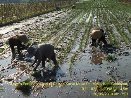 SISTEM TANAM PADI JAJAR LEGOWO