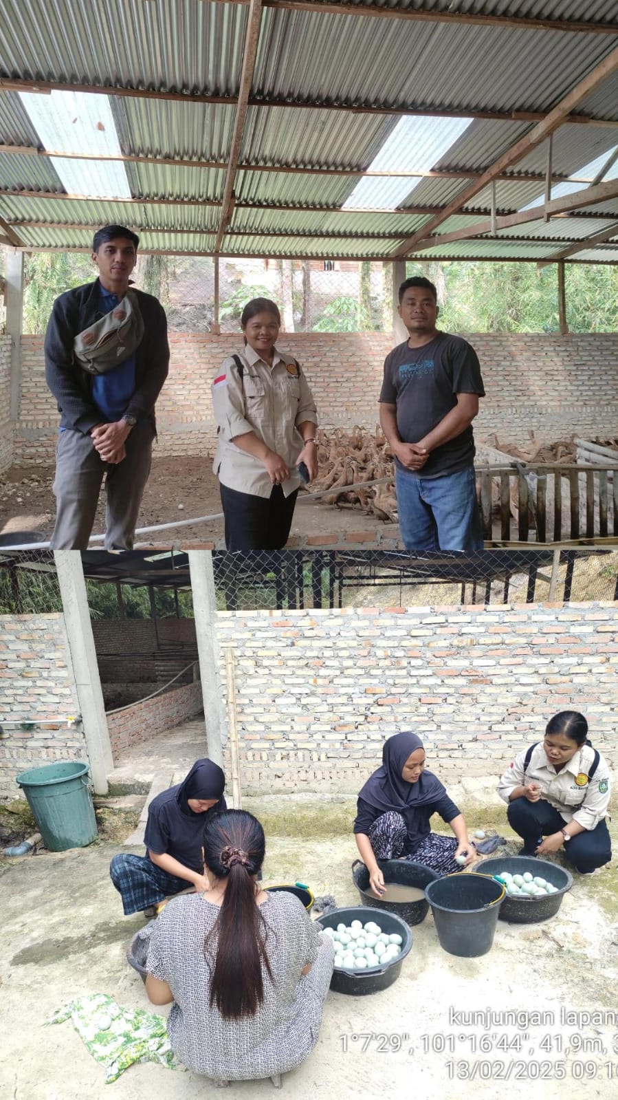 BUDIDAYA BEBEK PETELUR PROGRAM KETAHANAN PANGAN DESA TENGGANAU 