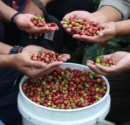 STANDAR MUTU KOPI INDONESIA
