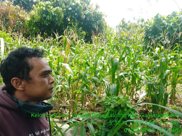 Memantau Pertanaman Jagung di Lahan Kelompok Tani Jampea Desa Kaloling Kec. Gantarakeke Kabupaten Bantaeng