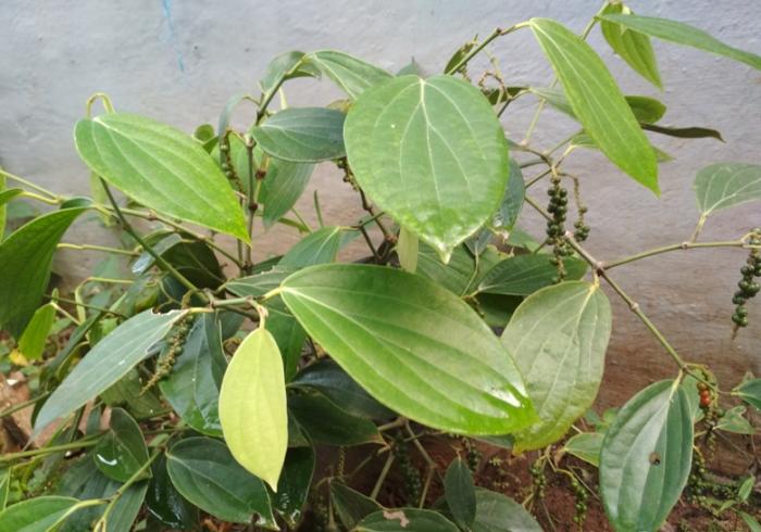 Budidaya Lada Perdu Dalam Pot/polybag