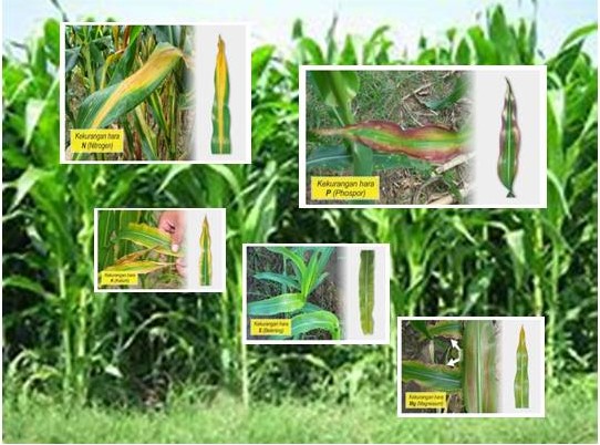 Kahat Unsur Hara Makro Secara Visual Pada Daun Jagung