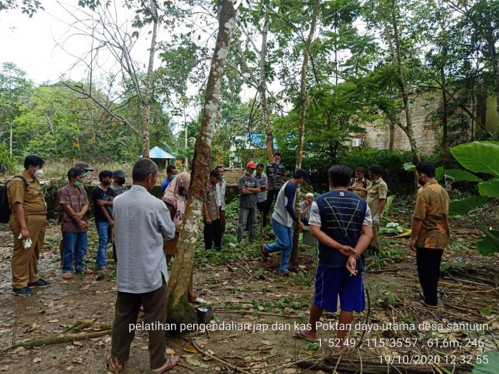 Pengendalian Penyakit Jamur Akar Putih (jap) Dan Kering Alur Sadap (kas) Di Desa Santuun