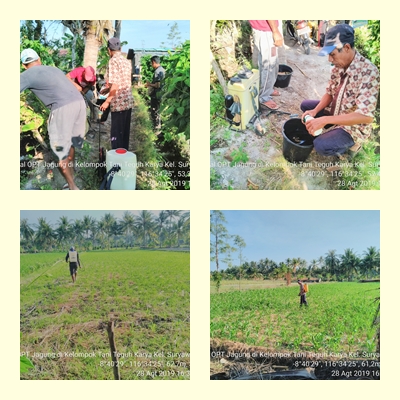 Gerakan Pengendalian Blast di Kelompok Tani Subur Jaya Desa Sungai Kuini Kecamatan Sungai Pandan