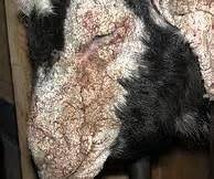 Pengobatan Scabies Domba/kambing