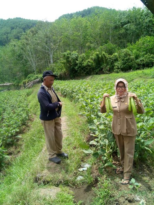 CARA BUDIDAYA TERUNG HIJAU