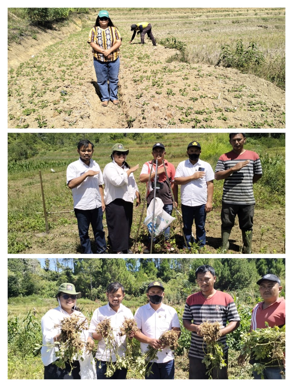 Bubidaya Tanaman Kacang Tanah