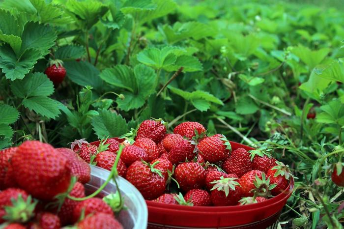 Budidaya Strawberry