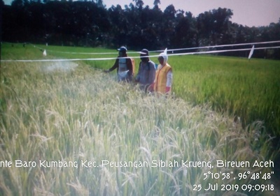 Pengendalian Burung Pipit Secara Kimiawi