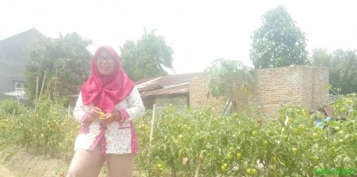 TOMAT HORTIKULTURA YANG MENJANJIKAN